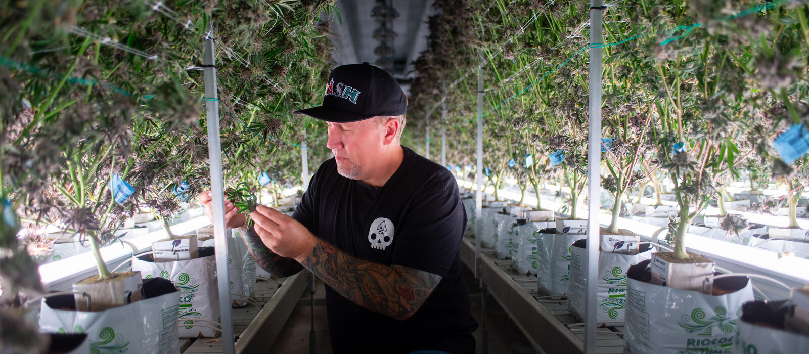 Bosky cultivation facility
