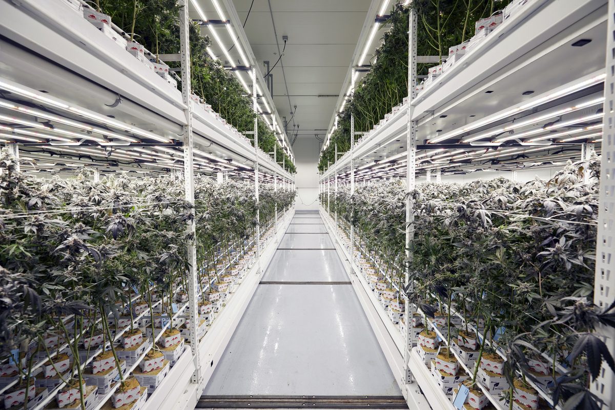 Growlink team member in a commercial grow room